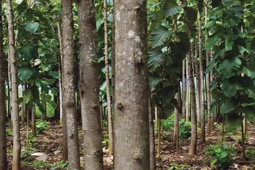 A teak plantation