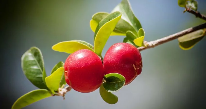 Turn-Key Agriculture Investments From Timber To Fruit