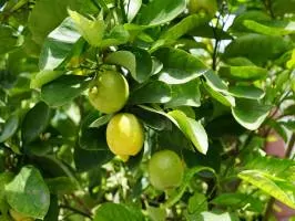 Investment In Panama Limes