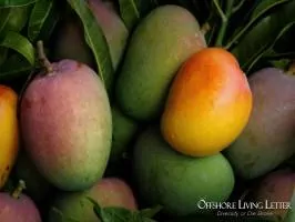 Invest In Agriculture: Mangos, Farmland, Fruits