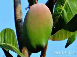 mango tree