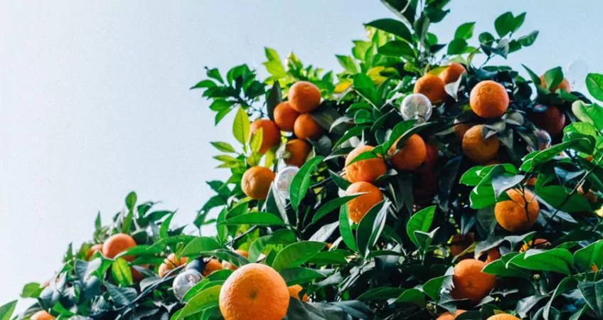 A orange tree in your own garden