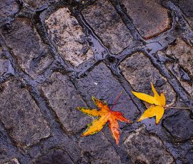 Brightly colored fall leaves ona cobblestone road in Paris