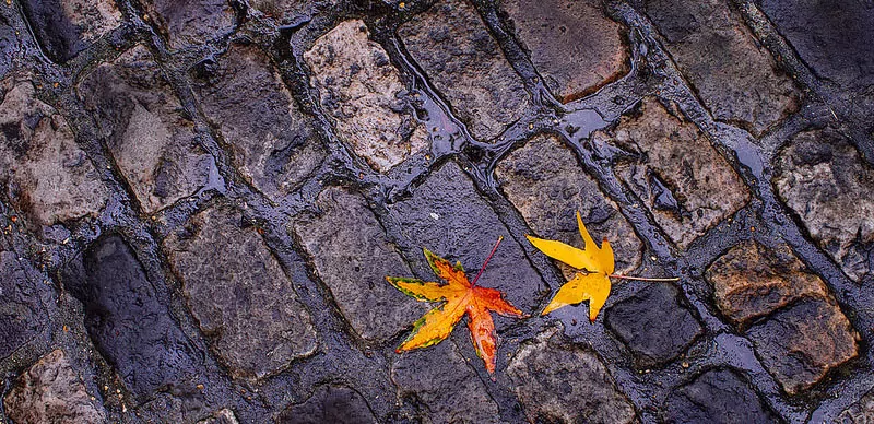 Brightly colored fall leaves ona cobblestone road in Paris