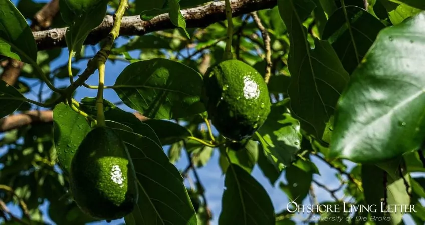 Avocado Plantation Investment