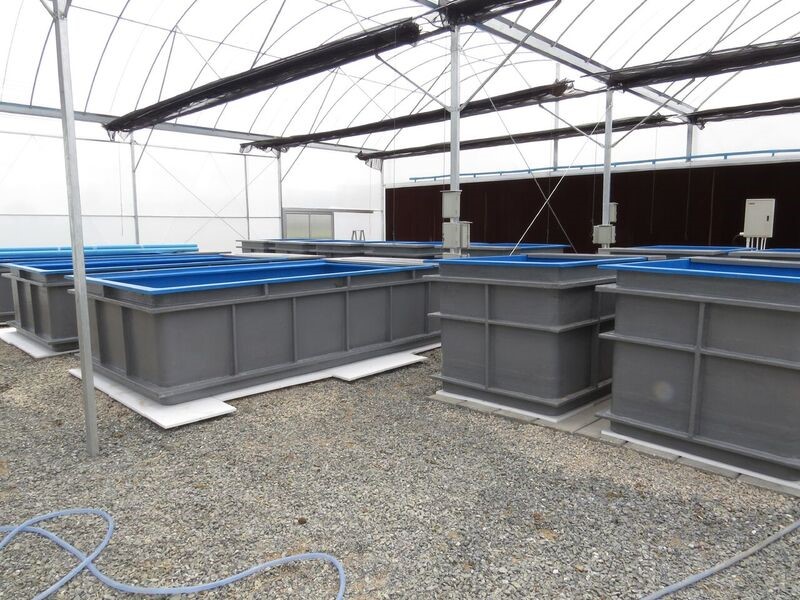 Fish Tanks Fish Tanks
