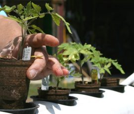 Aquaponics Investment In Thailand Showing Major Progress