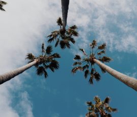 Photo looking directly up into the sky. Above are 4 palm trees and some white clouds. The palm trees are from the Dominican Republic