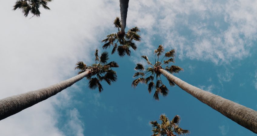 Photo looking directly up into the sky. Above are 4 palm trees and some white clouds. The palm trees are from the Dominican Republic