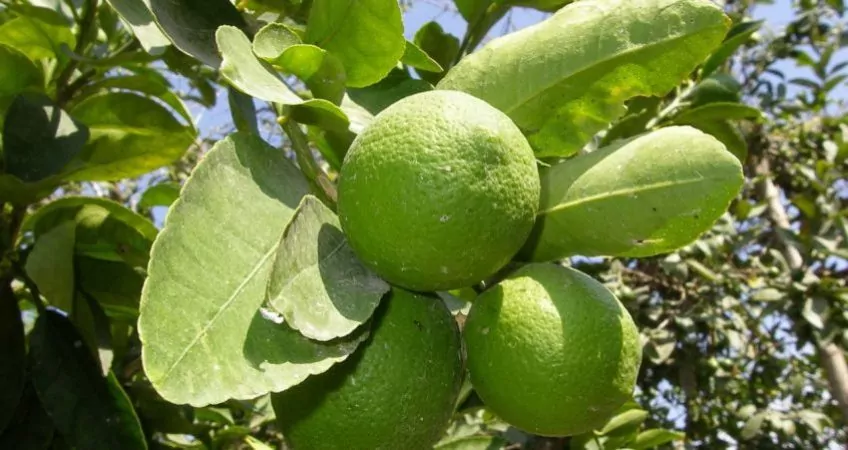 panama organic limes