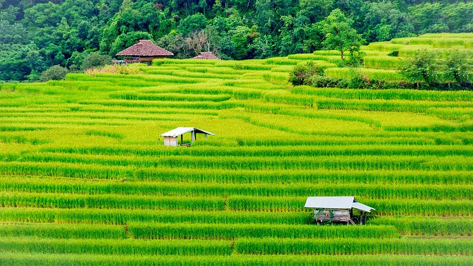 thailand agriculture