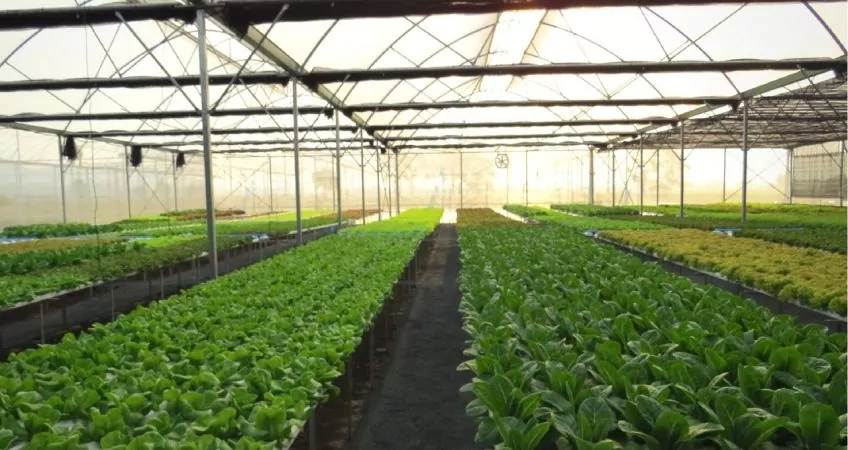 Inside an aquaponics greenhouse showing rows of produce being grown