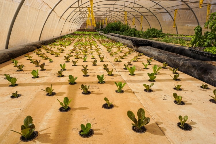 Aquaponics farm