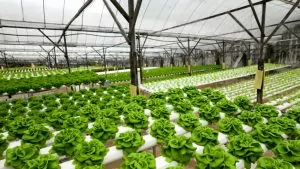 lettuce hydroponics thailand