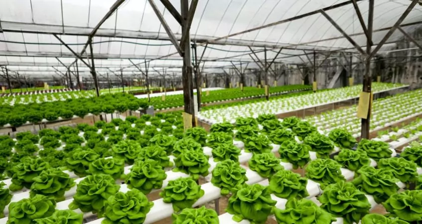 lettuce hydroponics thailand