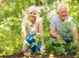 Happy healthy seniors gardening