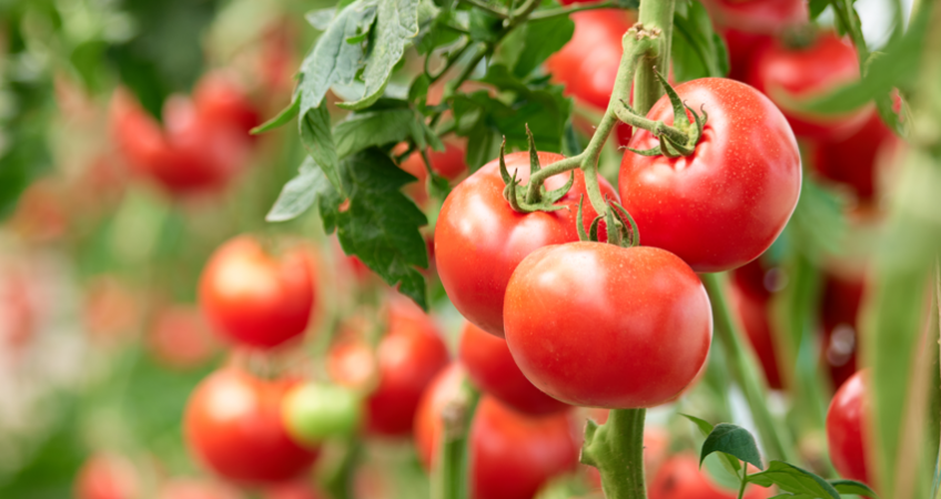 tomato plants growing