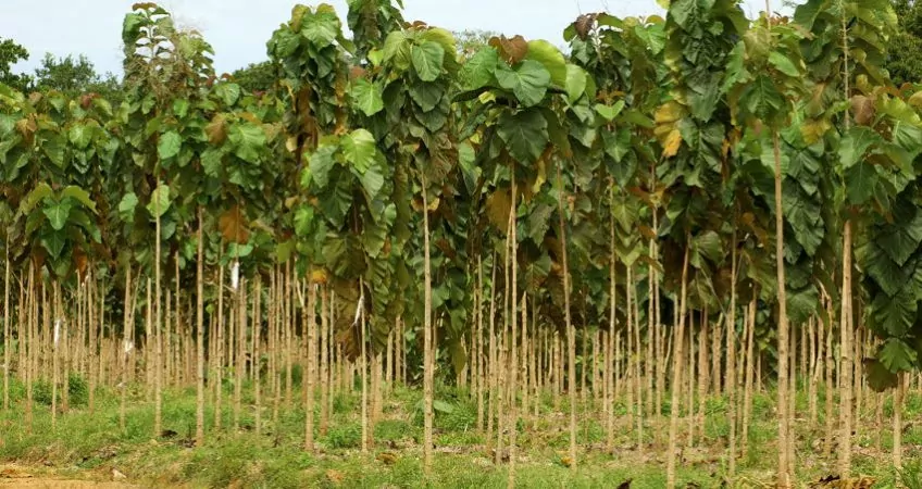 young teak trees growing