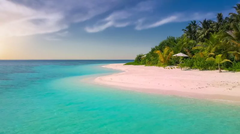 beach coast coconut trees