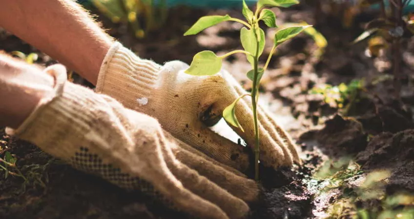 agricultural land growing