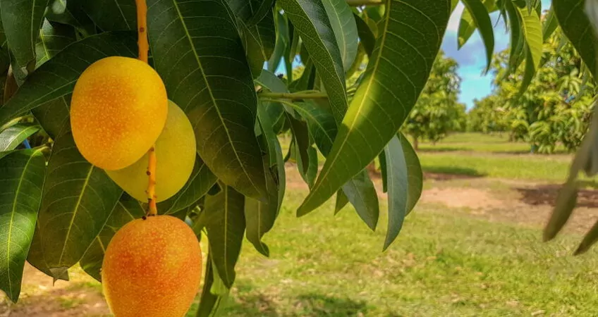 mango orchard, mango on a tree