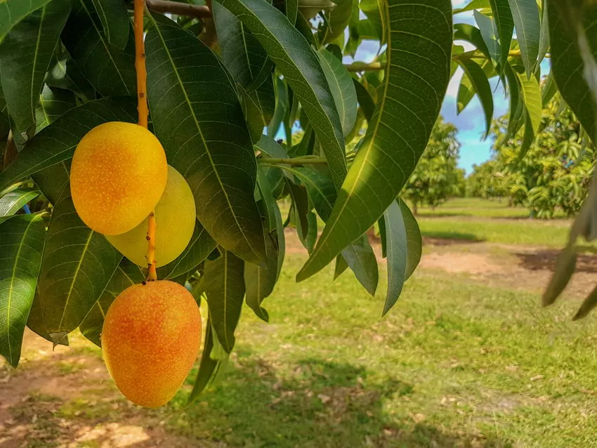 mango orchard, mango on a tree