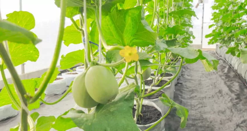 hydroponic cantalope growing