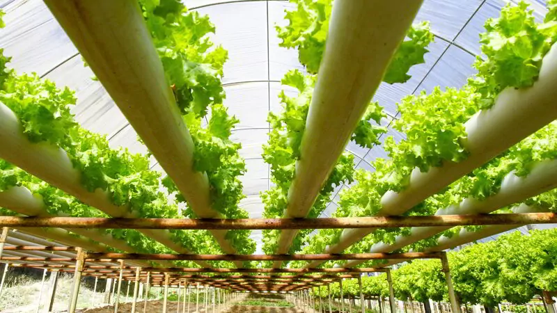 Hydroponics plantation farm, lettuce.