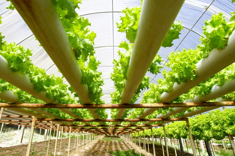 Hydroponics plantation farm, lettuce.