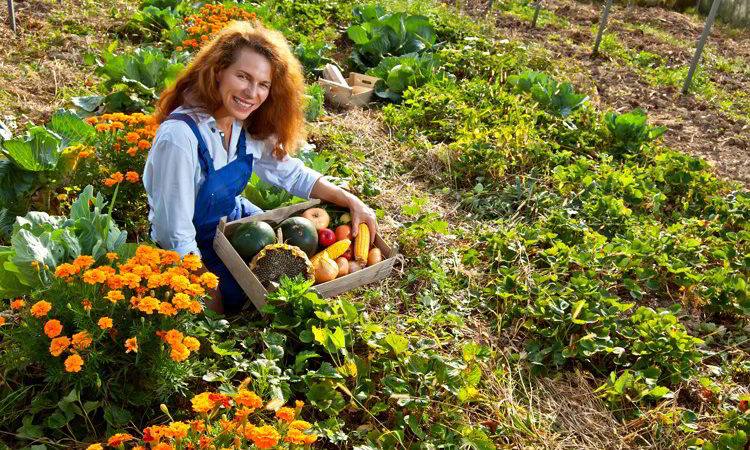 A woman in a blue jumpsuit collects vegetables in the garden.