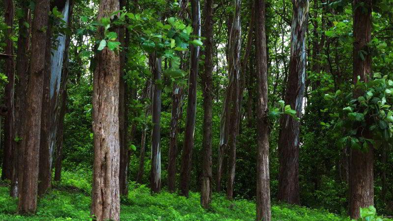 Teak trees in an agricultural forest in Kerala India.