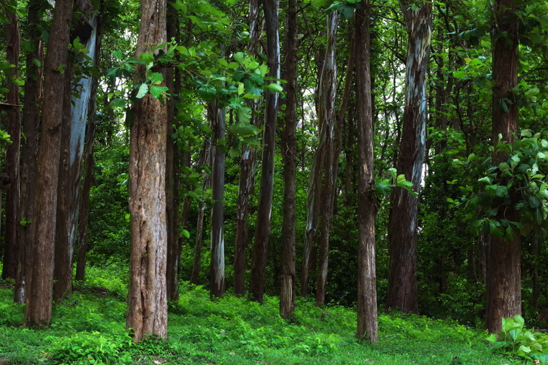 Teak trees in an agricultural forest in Kerala India.