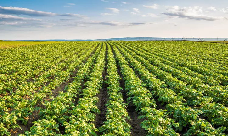 Green field of potato crops in a row