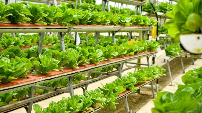 Rows of vegetables in organic vertical farming.