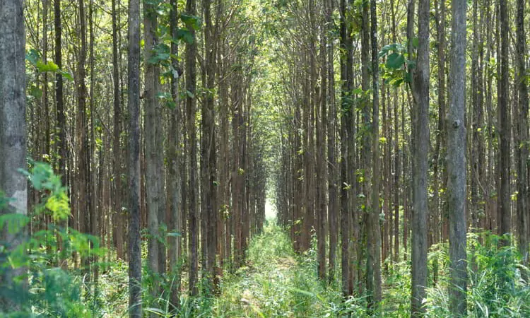 Teak forests