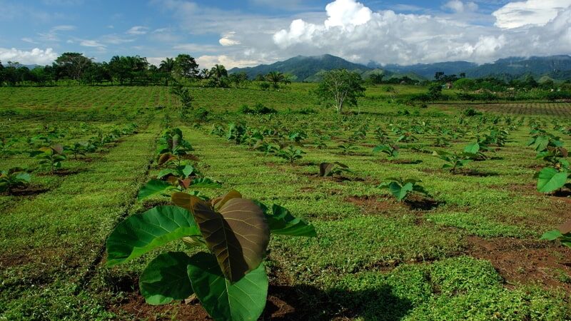 Teak plantation, Darien Rainforest, Panama.