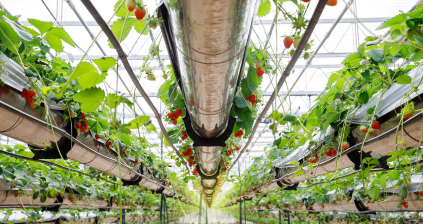 investing in hydroponics