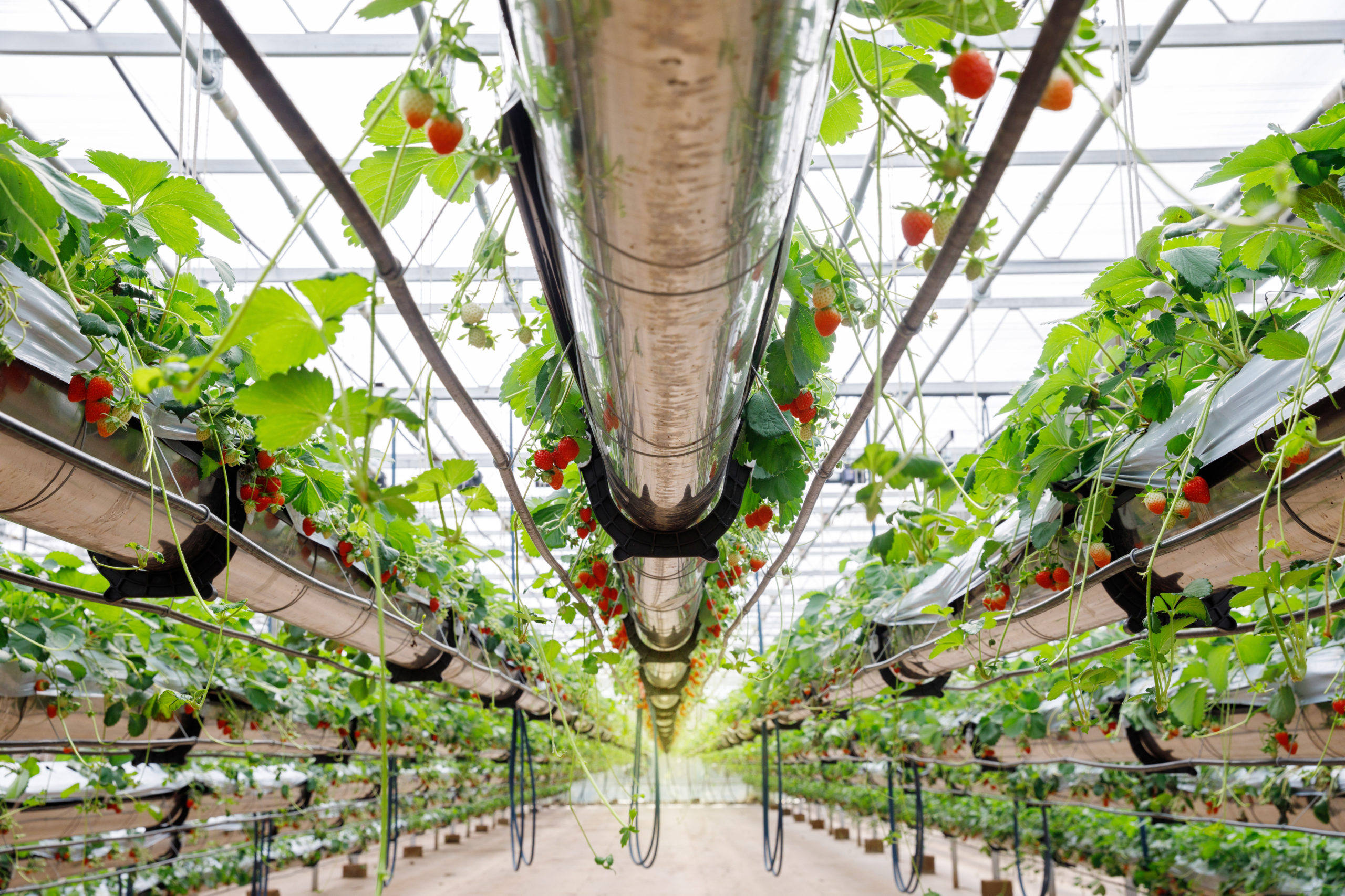 Why Should You Be Investing in Hydroponics? Find Out Here...