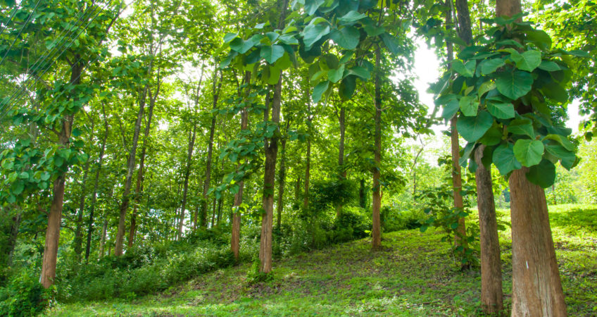 legacy planning teak