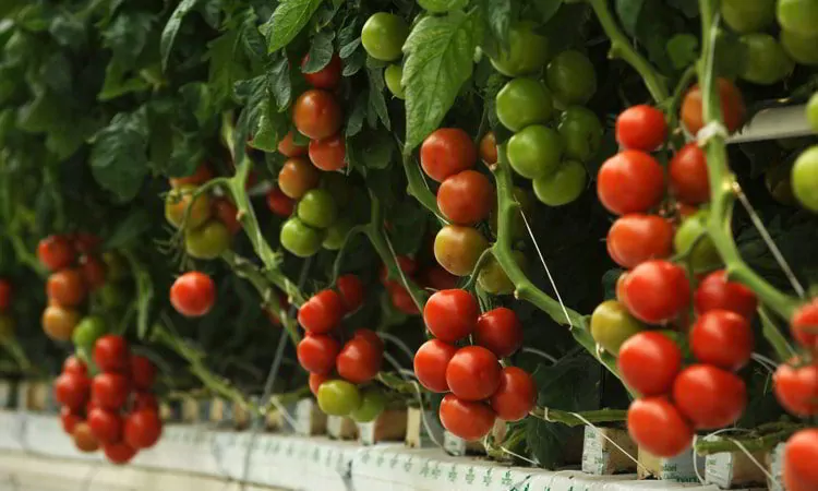 Hydroponic tomatoes growing in a greenhouse