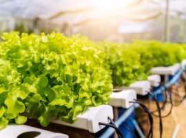 Hydroponics vegetables growing in plastic pipes