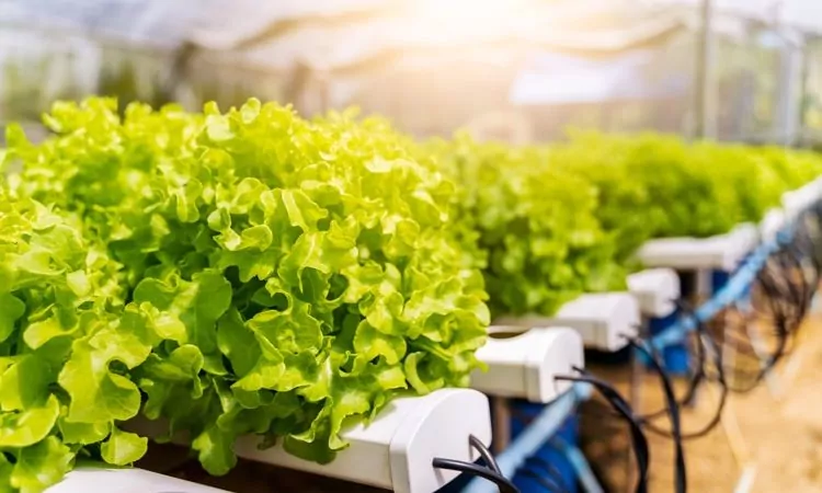 Hydroponics vegetables growing in plastic pipes