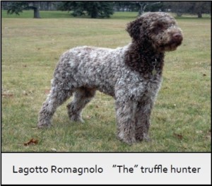 A truffle hunter dog