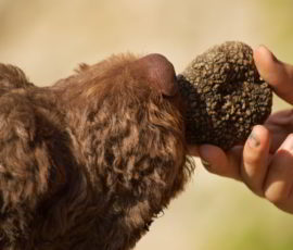 Dog sniffs truffle
