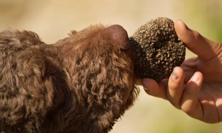 Dog sniffs truffle