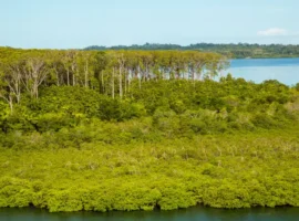 Teak trees along the coast of Panama
