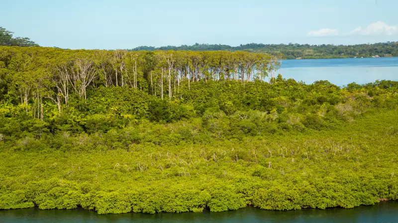 Teak trees along the coast of Panama