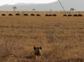 A lioness in front many buffalos
