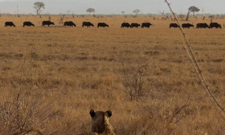 A lioness in front many buffalos