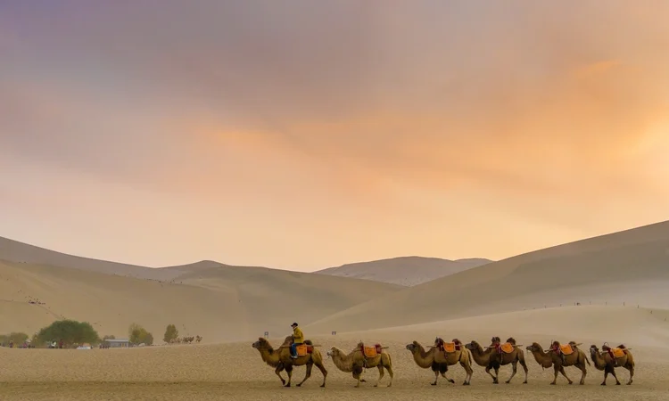 Camel caravan at Gobi desert. This is a famous place part of the silk road in Dunhuang, Gansu, China. silk road
